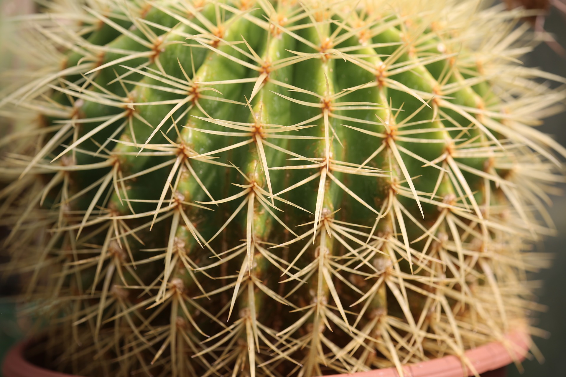 cactus-3378647_1920