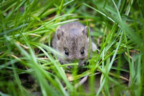 mouse-1335602_1920